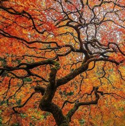 Japanese Maple by Michelee Scott