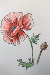 Red Poppy Flower by CardamomPop