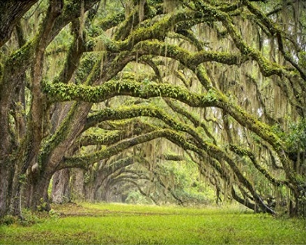 Live Oak Arches by Vibrant Imaging