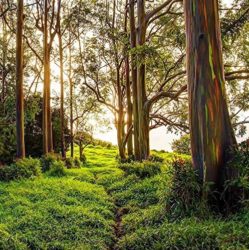 Rainbow Eucalyptus Trail by Jae and Matt Springer