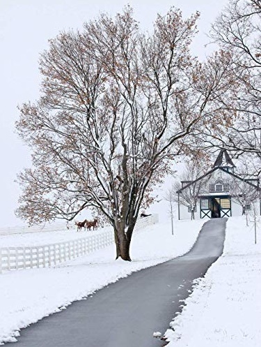 Horses in Snow by Nedim Slijepcevic