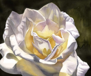 White Rose by Alfred Ng