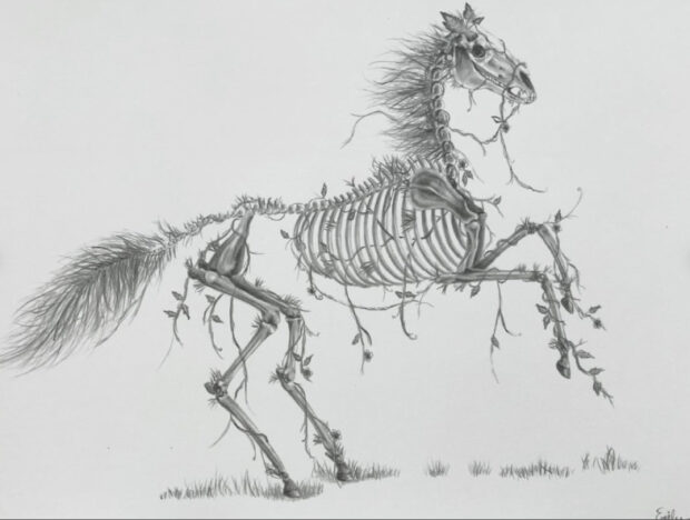 Horse Skeleton by Emily Chiasson