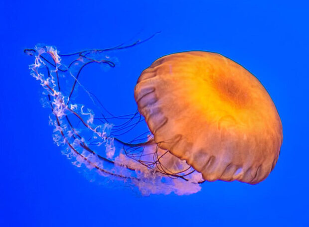 Jellyfish by Lisbet Sjoberg