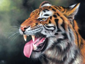 Tiger Snarling by Sean Afford