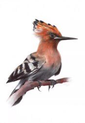 Eurasian Hoopoe by Daria Maier