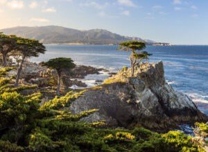 Lone Cypress by Lindsay Meares